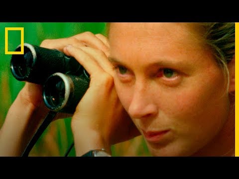 Trailer Oficial: JANE. El documental sobre Jane Goodall | National Geographic en Español