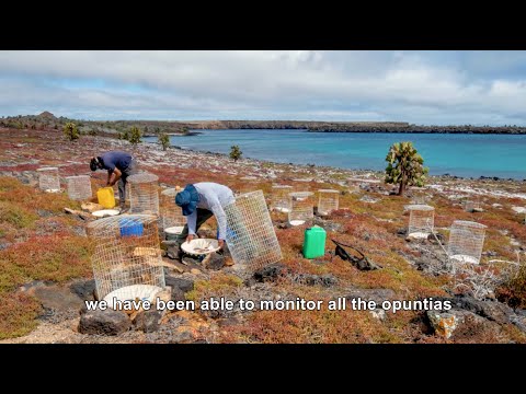 Resultados 2020 del proyecto Galápagos Verde 2050 por su investigadora principal Patricia Jaramillo